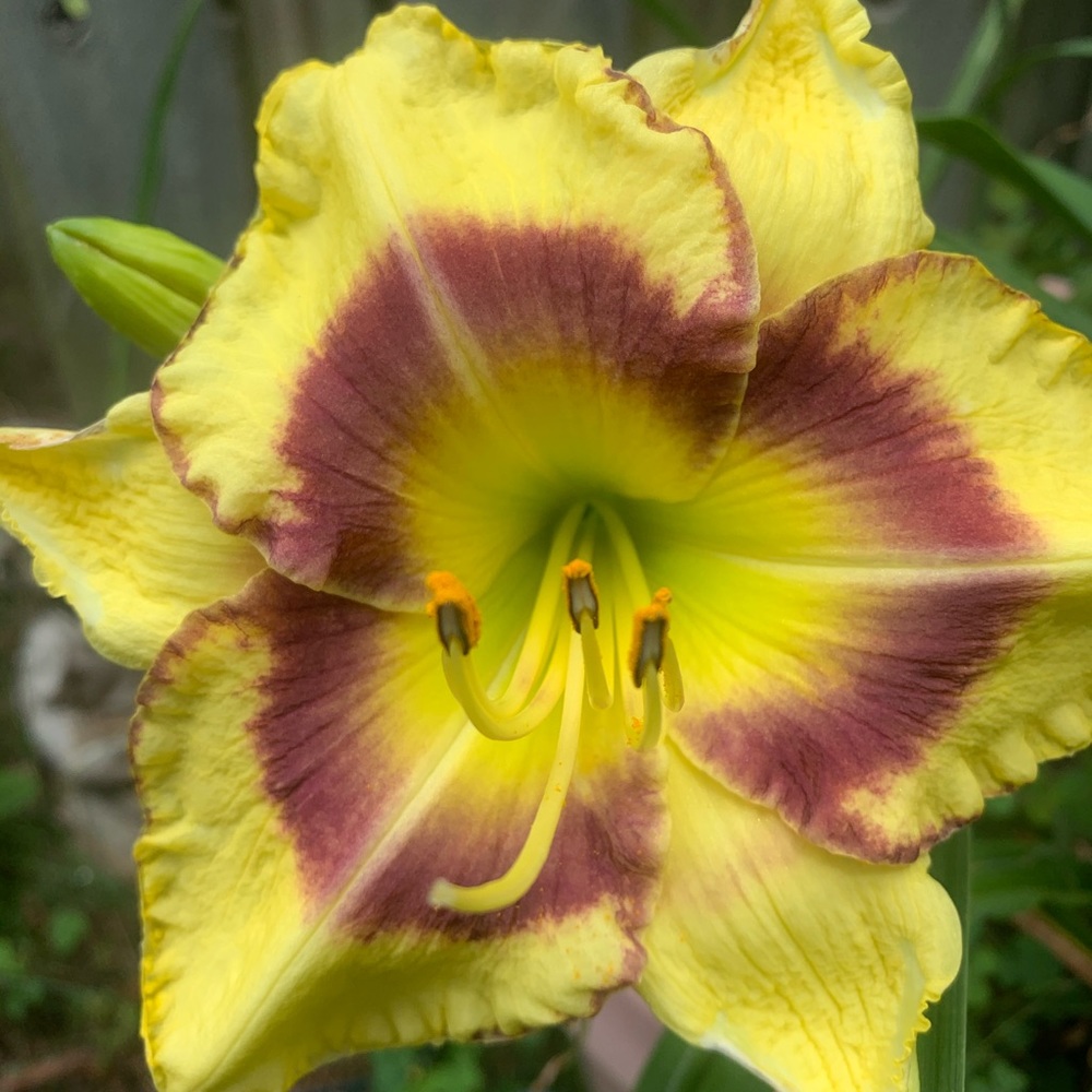 Meet your Posher, Johnnie